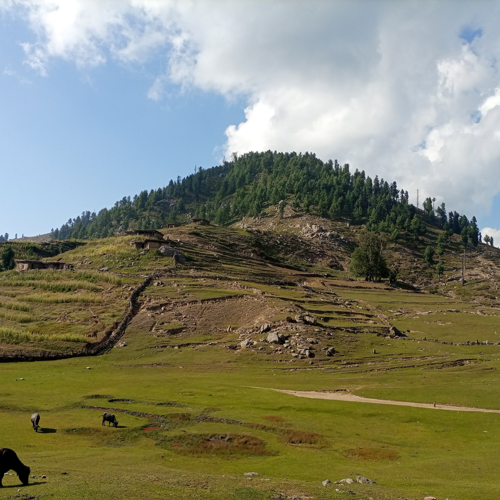 Machai Sar Meadows, Torghar, Khyber Pakhtunkhwa, Pakistan