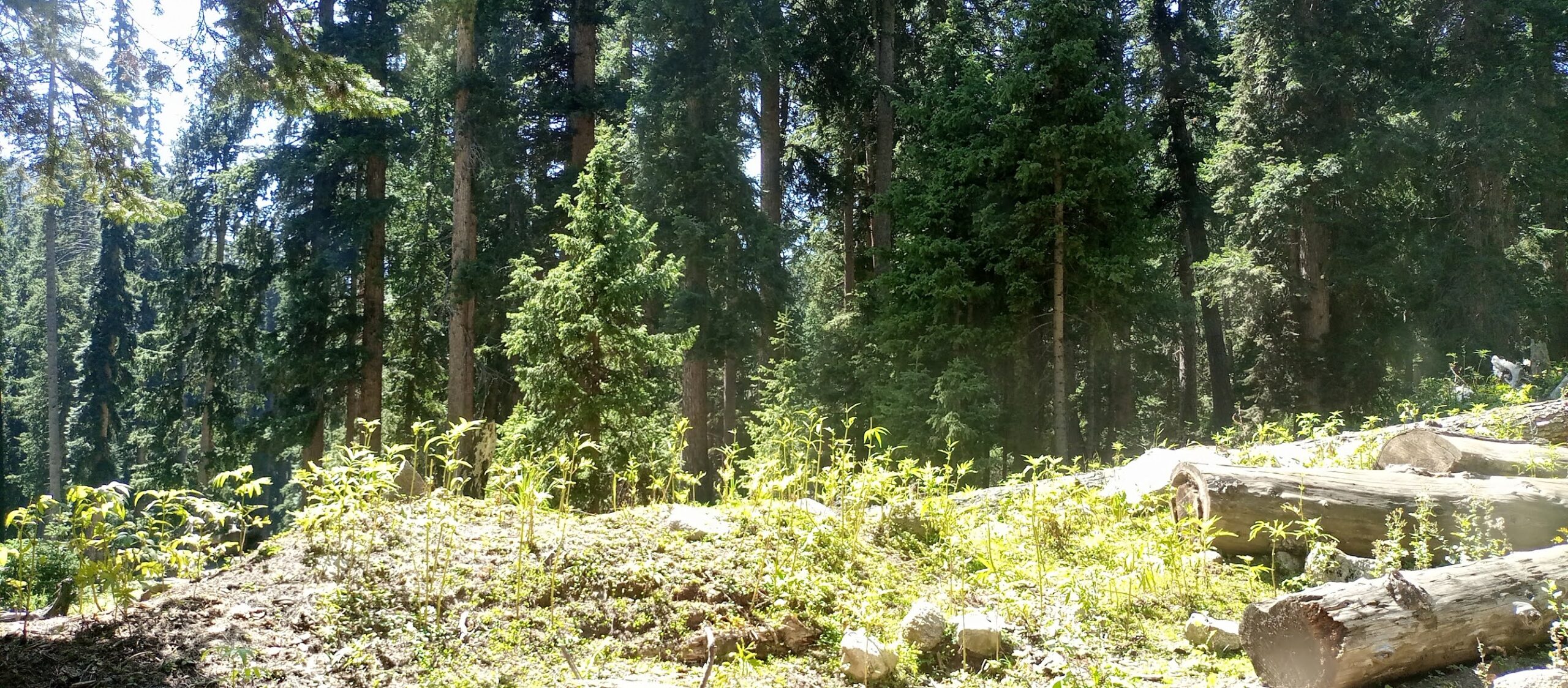 Thick Alpine Forest near Thal viralreview pk